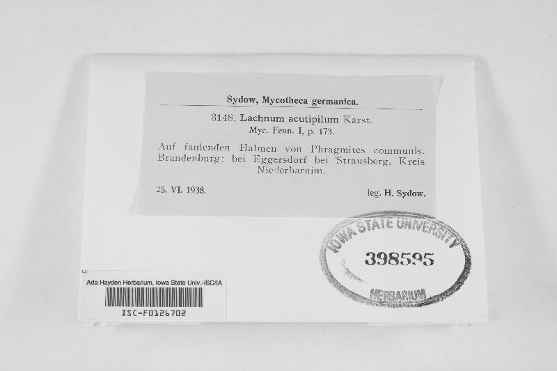 Albotricha acutipila image