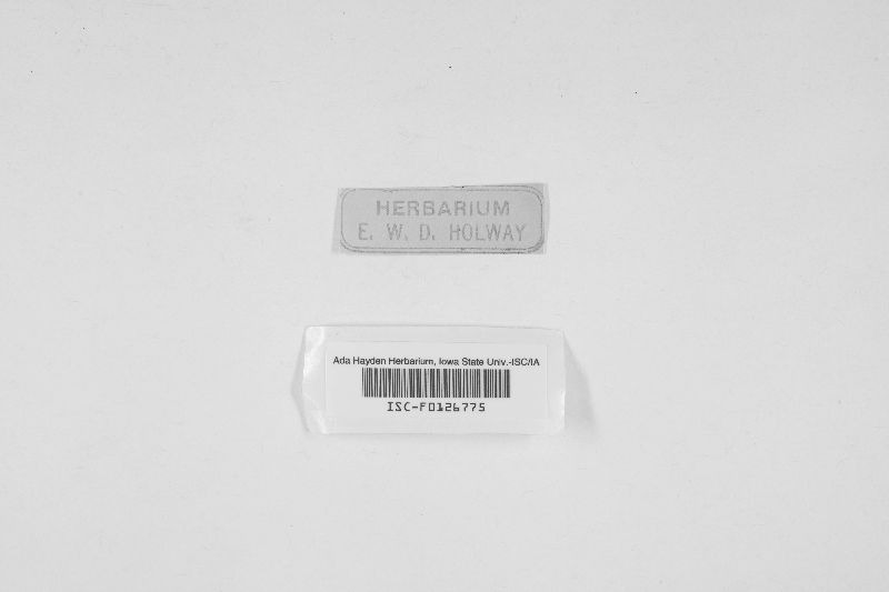 Lembosia drymidis image