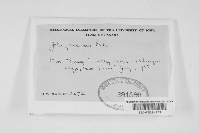 Jola javensis image