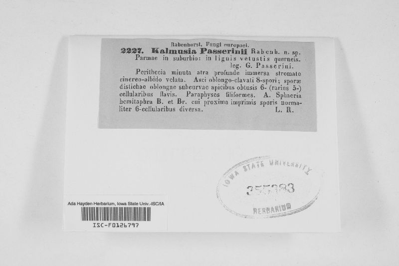Kalmusia passerinii image