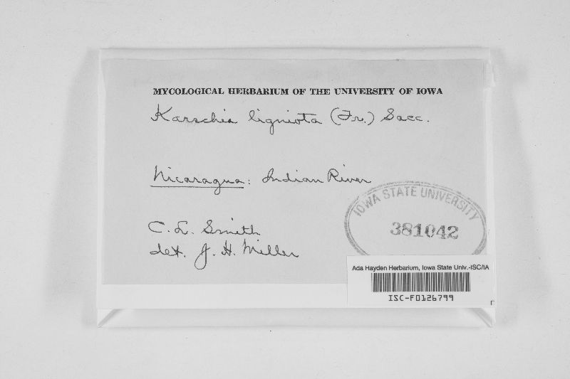 Rhizodiscina lignyota image