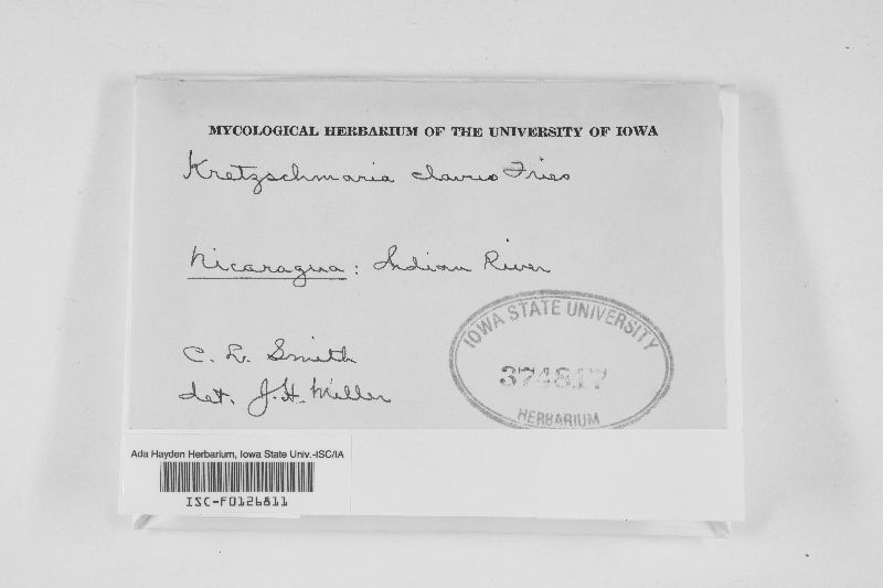 Kretzschmaria clavus image