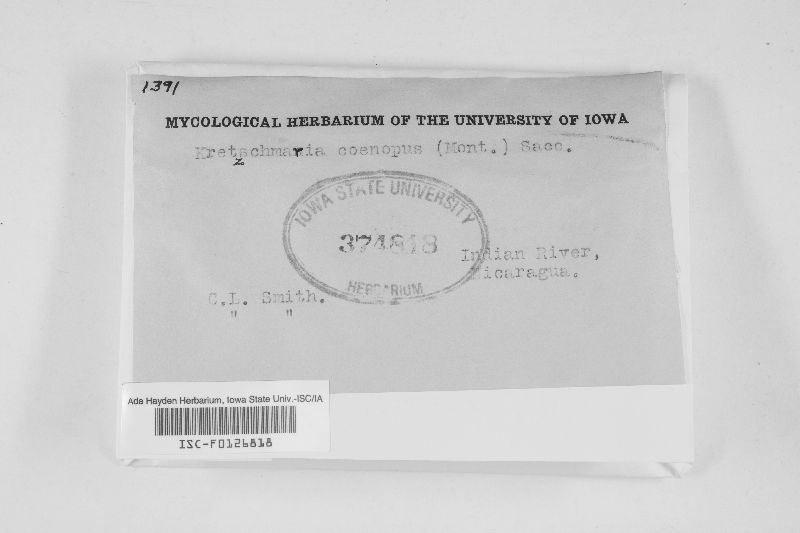 Kretzschmaria coenopus image