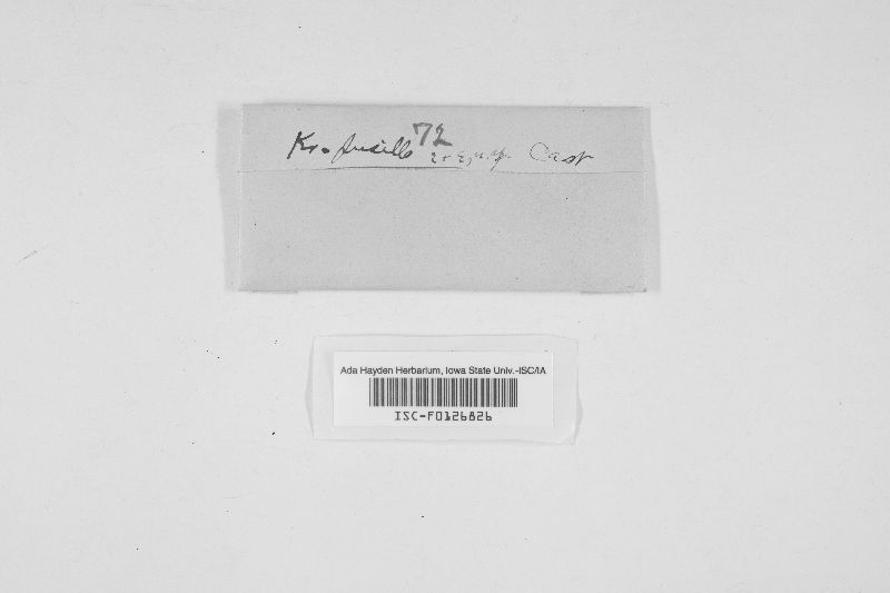 Kretzschmaria pusilla image