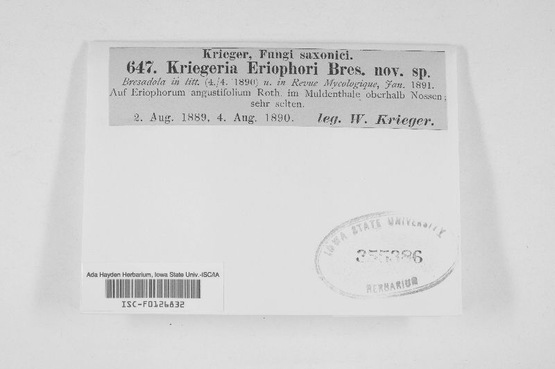 Kriegeria eriophori image