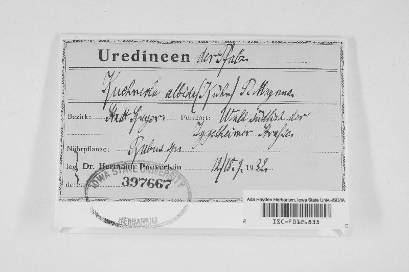 Kuehneola uredinis image