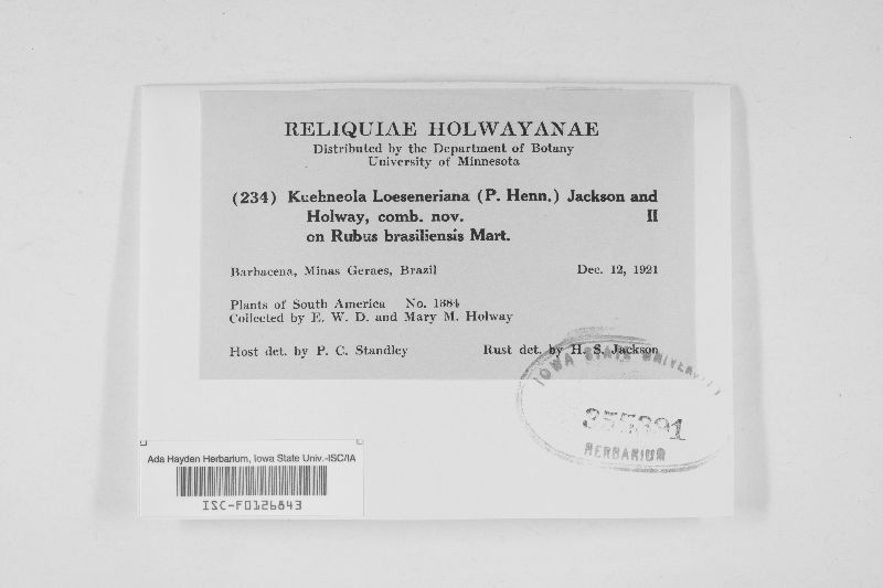 Kuehneola loeseneriana image