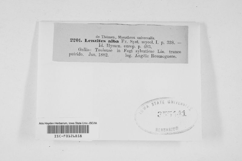Lenzites alba image