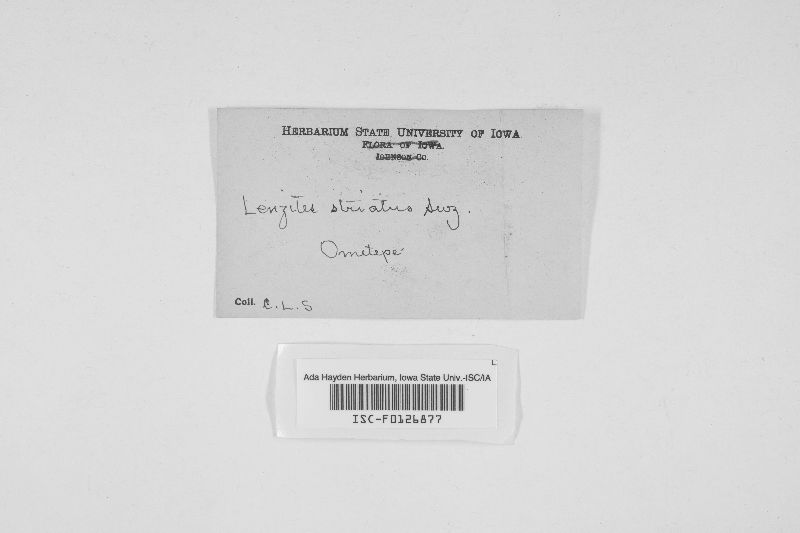Gloeophyllum striatum image