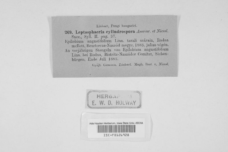 Leptosphaeria cylindrospora image