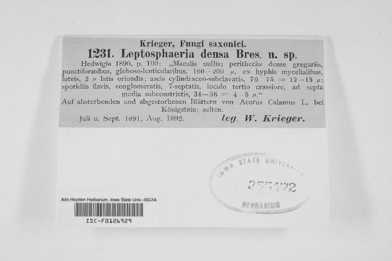 Leptosphaeria densa image