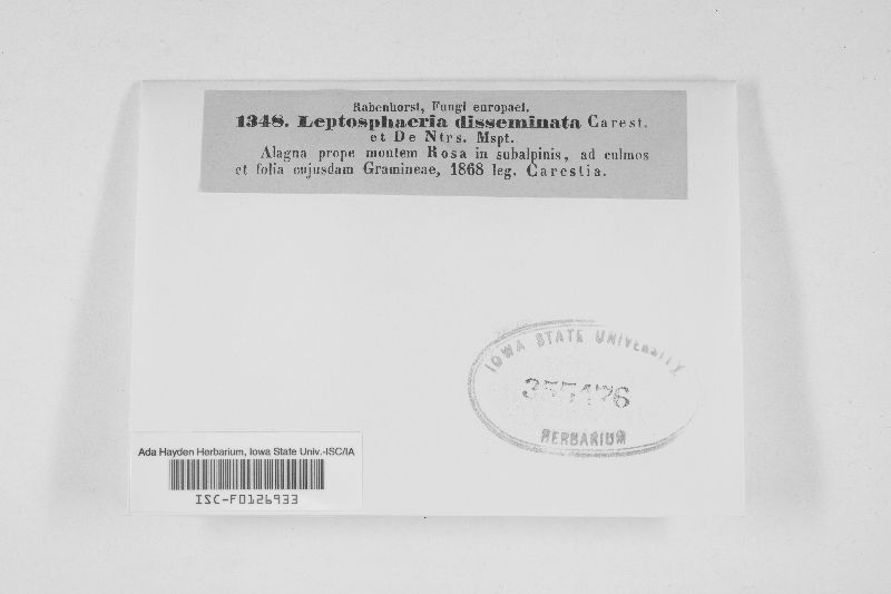 Davidiella disseminata image