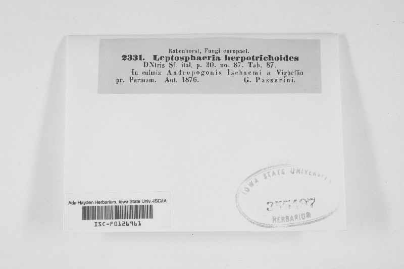 Leptosphaeria herpotrichoides image