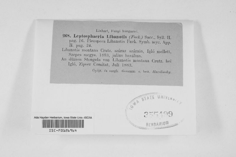 Leptosphaeria libanotis image