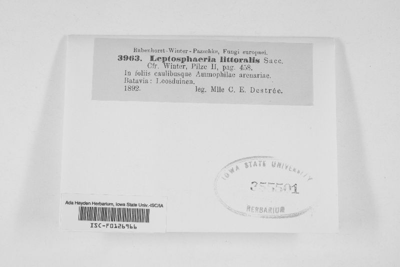Leptosphaeria littoralis image