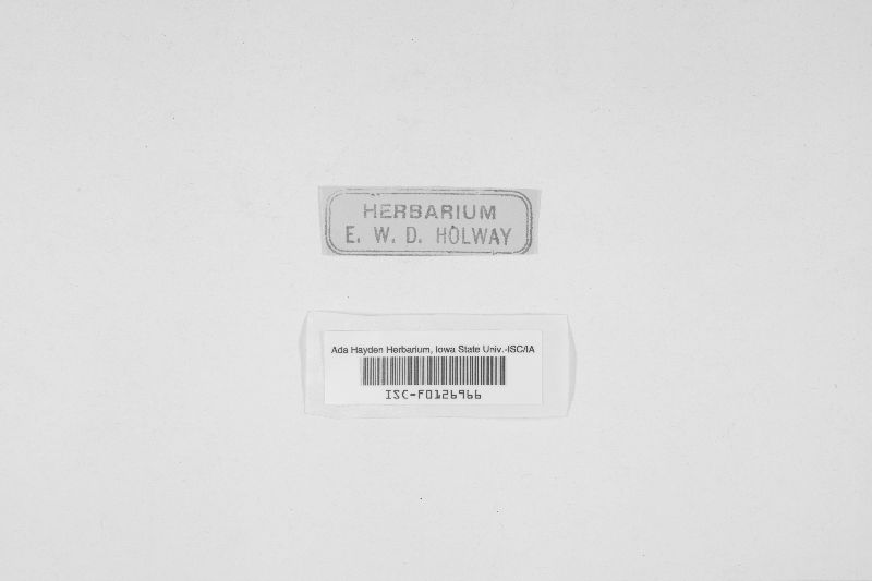 Leptosphaeria littoralis image