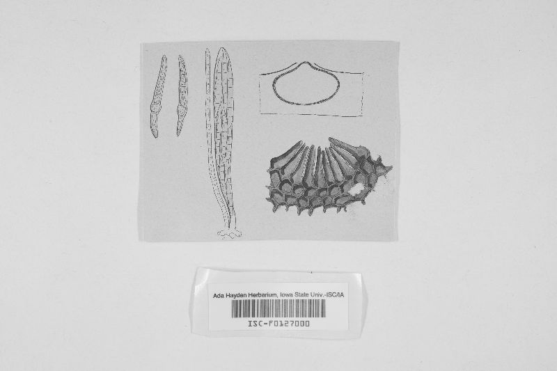 Leptosphaeria spectabilis image