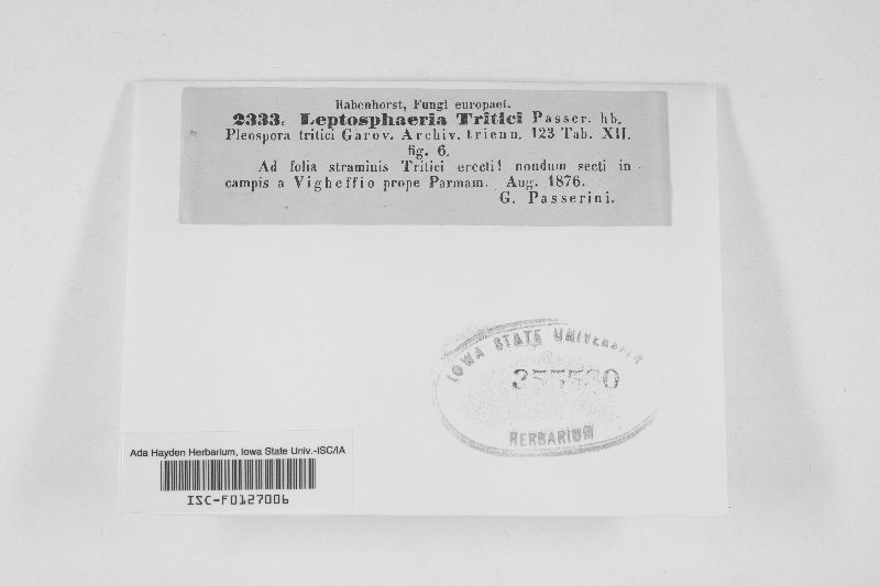 Leptosphaeria tritici image