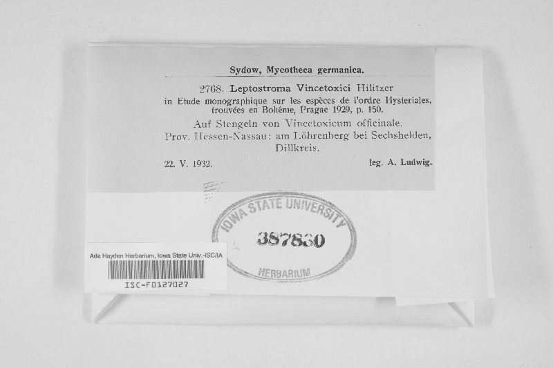 Leptostroma vincetoxici image