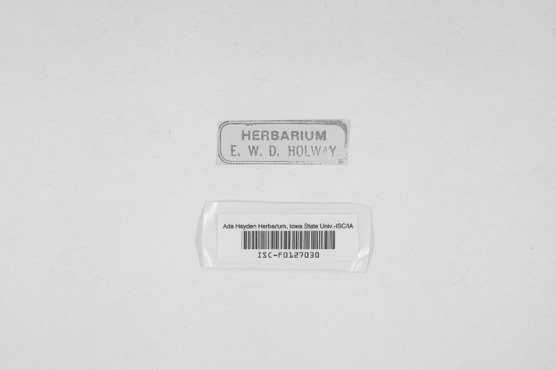 Leptothyrium alneum image