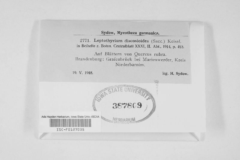 Leptothyrium discosioides image