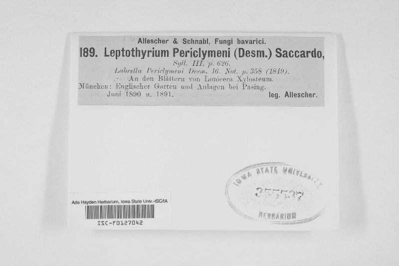 Kabatia periclymeni image