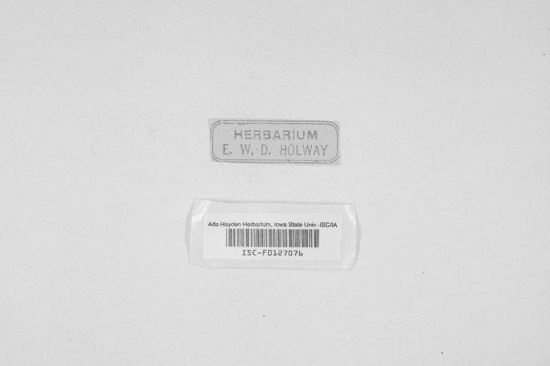 Botryostroma inaequale image