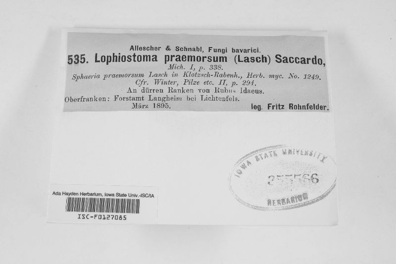 Lophiostoma praemorsum image