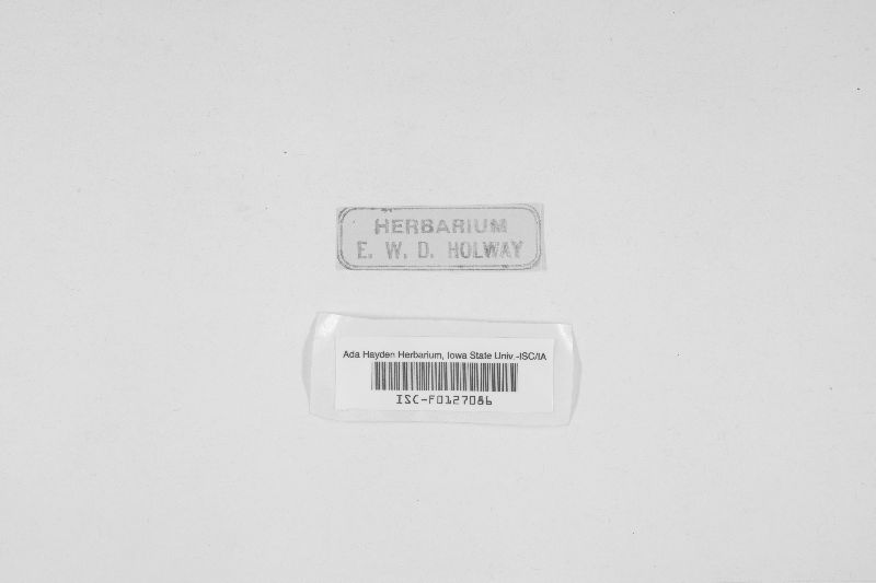 Lophiostoma praemorsum image