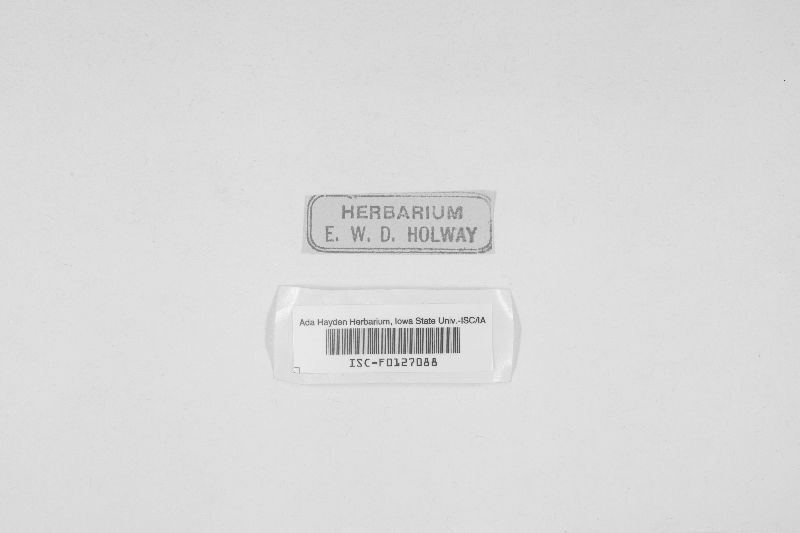 Lophiotrema vagabundum image