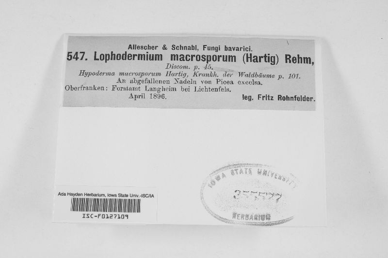 Lirula macrospora image