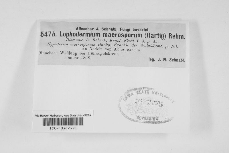Lirula macrospora image