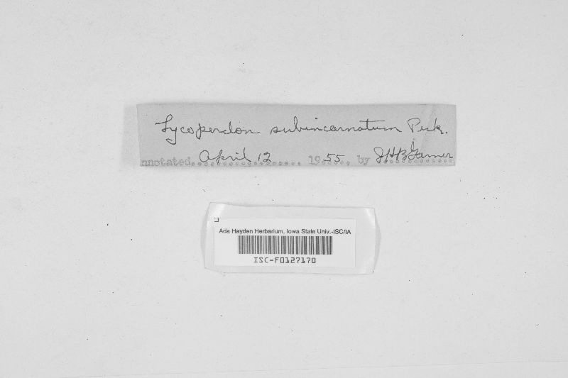 Lycoperdon subincarnatum image
