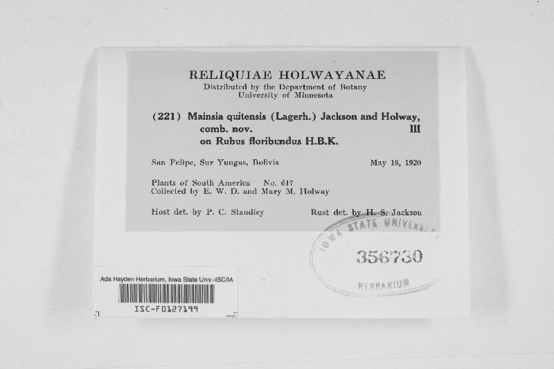 Gerwasia quitensis image