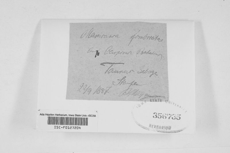 Gnomonia fimbriata image
