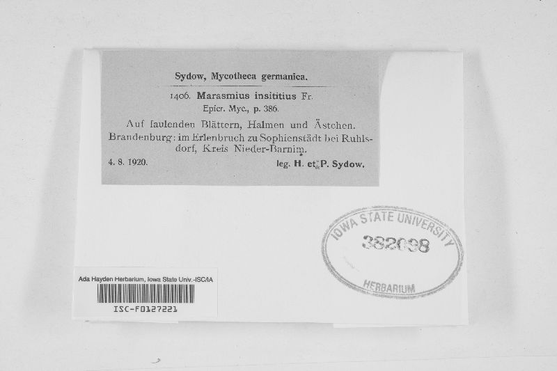 Marasmius insititius image