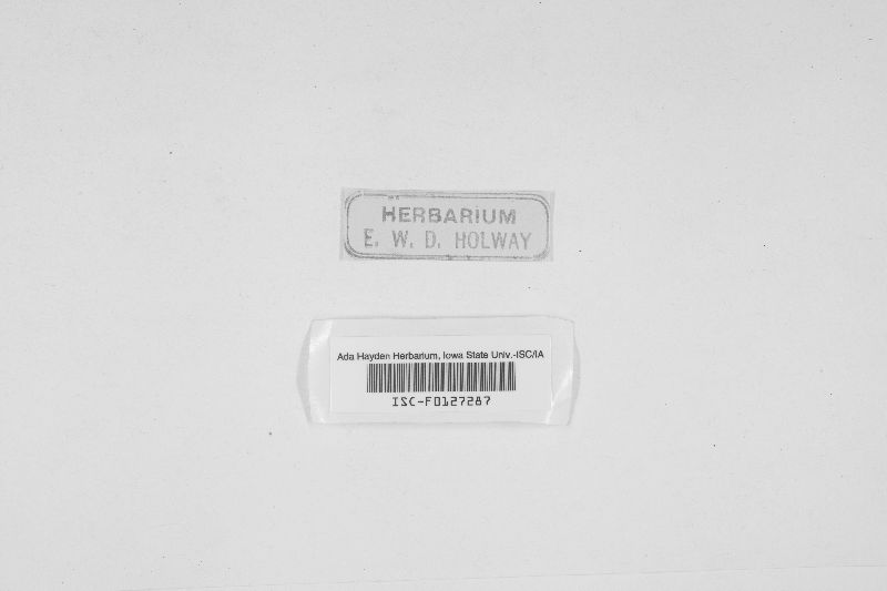 Massaria corni image