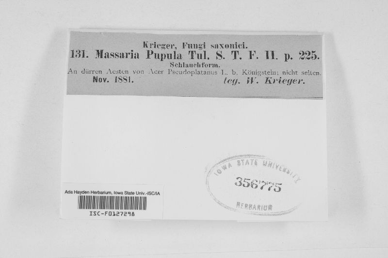 Pleomassariaceae image