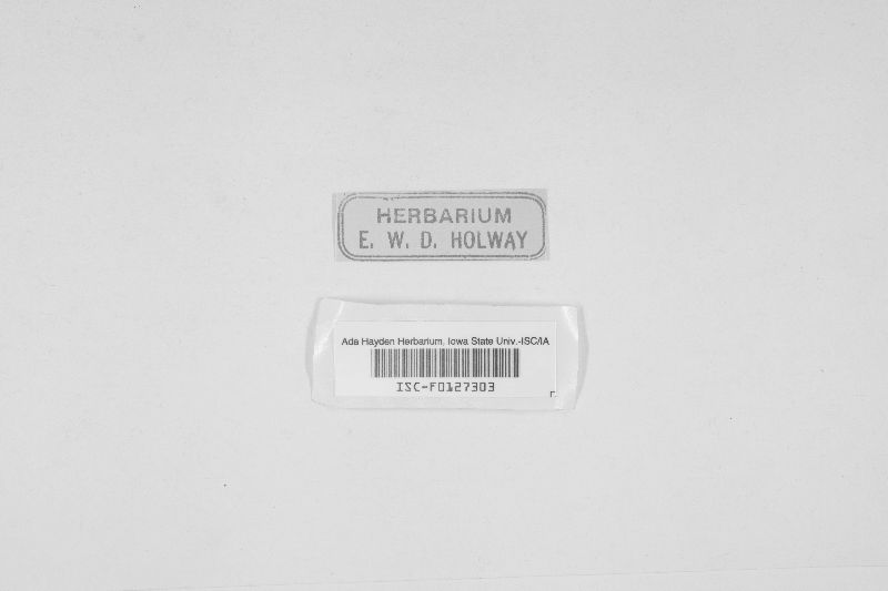 Amphisphaeria vibratilis image