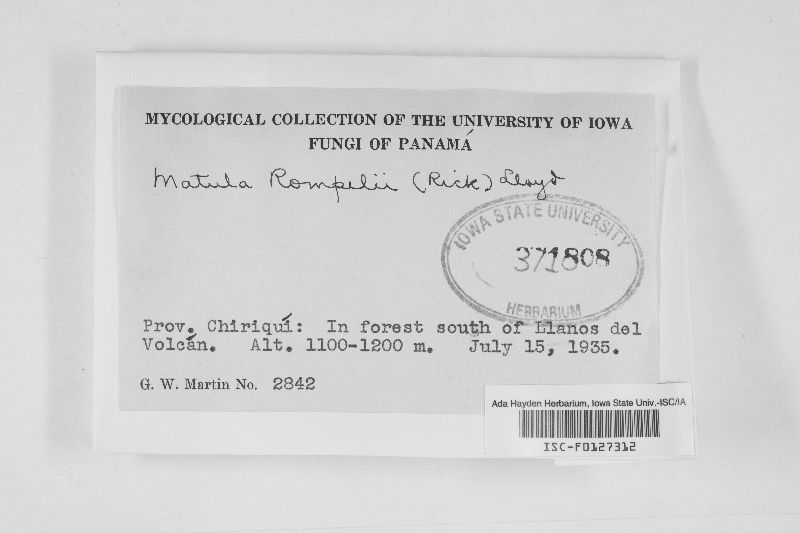 Matula rompelii image