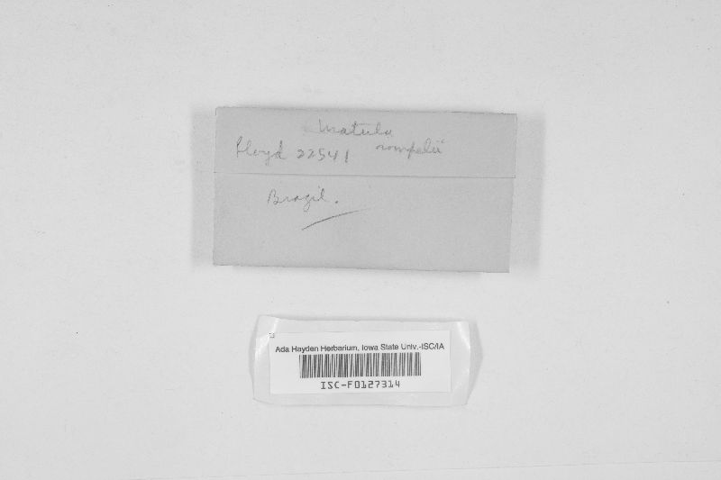 Matula rompelii image