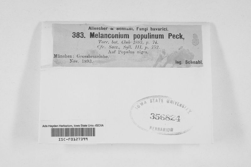Melanconium populinum image