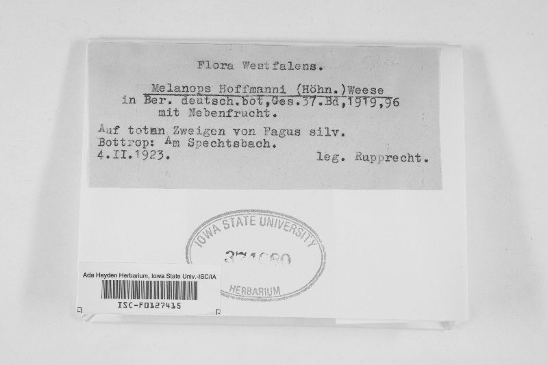 Melanops hoffmanni image