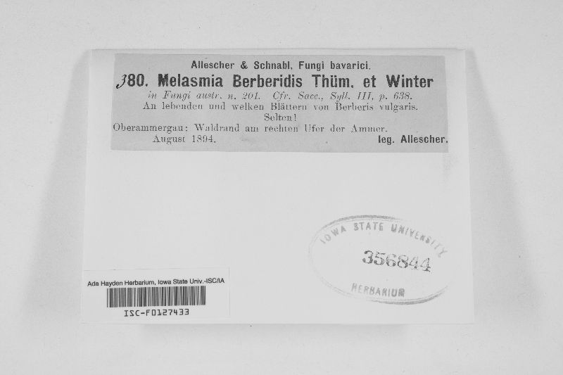 Melasmia berberidis image