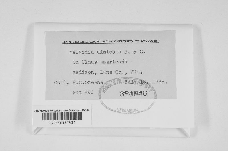 Melasmia ulmicola image