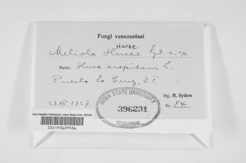 Meliola hurae image
