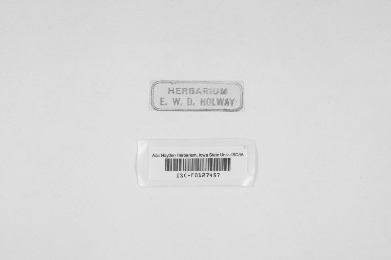 Meliola inermis image