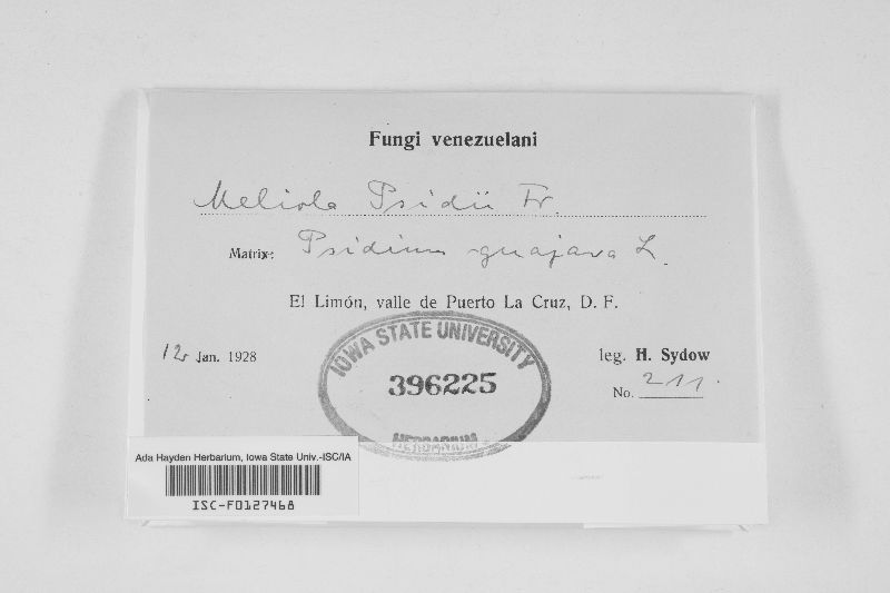 Meliola psidii image