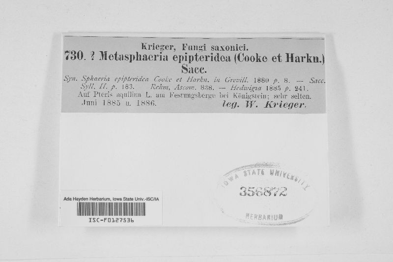 Metasphaeria epipteridea image