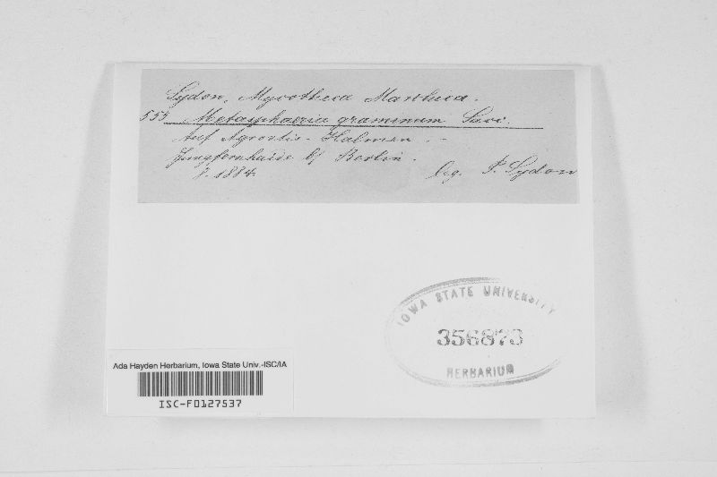 Metasphaeria graminum image